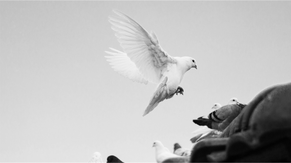 Innocence